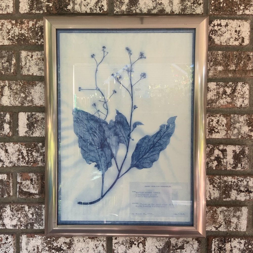 Blue and White Modern Classic Botanical Flower Framed Wall Art of Hounds Tongue